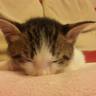 (((((ねこ)))))'s profile picture