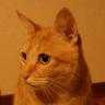 tetra_8800 profil fotoğrafı