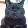Profilbild von ねこ専任