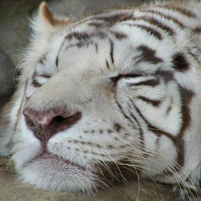 Mismi_'s profile picture