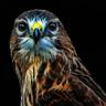 Hawky's profile picture