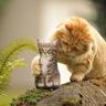 たかいたかーい profil fotoğrafı