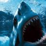Profilbild von sharkass