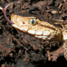 Фото профиля Water Moccasin