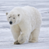 Фото профиля Polar Bear Cake