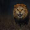 Nathan Deblim's profile picture