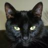 Profilbild von Izzicat