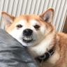 柴犬 ペコの母's profile picture