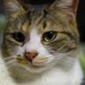 もちこ profil fotoğrafı
