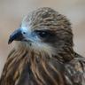 し_げ profil fotoğrafı