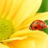 Girasol profil fotoğrafı