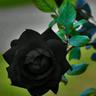 Alpha 2's profile picture