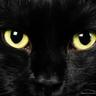 BlackCat🐾🐾 🍉🍉 profil fotoğrafı