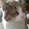 マルパス profil fotoğrafı