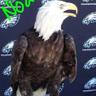 Eagleman1 profil fotoğrafı