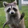 Mapache Faz's profile picture