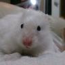 Profilbild von こず