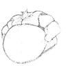 Фото профиля Big Nerdy Foxbear