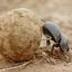 Фото профиля Dung_Beetle
