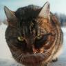Profilbild von тотещекот.