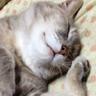 Фото профиля ねむり猫