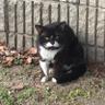 Фото профиля トンカツを受け付けない胃腸