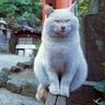 ねこみみ's profile picture