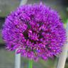 Фото профиля Karin-in-the-garden