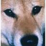 はなくろぽちのすけ 的头像