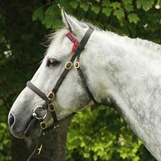 YeomanstownStud's profile picture