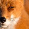 L1s14k's profile picture