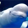 Profilbild von 流水