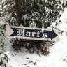 Mindy Temple Hart's profile picture