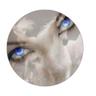 Latefa Alref3ee's profile picture