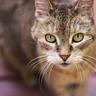 Profilbild von Bob's cat