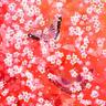 Фото профиля 桜花
