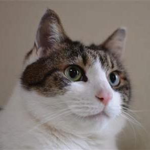 肉球新党「猫の生活が第一」's profile picture
