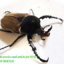 planetofbeetle's profile picture