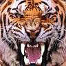 TG's profile picture