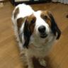 まーらいおん's profile picture