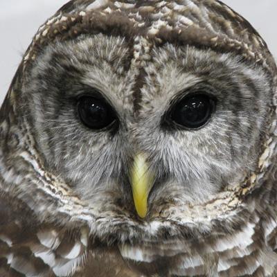 MaddowBlog's profile picture