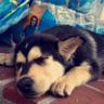 Malibu The Puppy 的头像