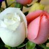 Фото профиля نسمه رقيقه