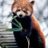 SnowTanuki profil fotoğrafı