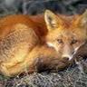 Фото профиля mrs. fox
