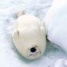 Arctic Friend's profile picture