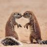 Two Squirrels profil fotoğrafı