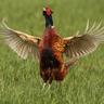 Profilbild von unpleasant pheasant