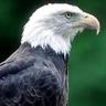 Eagle in NYC's profile picture