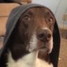 Profilbild von houseofmutts